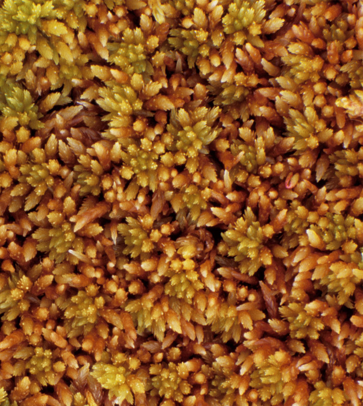 Sphagnum olafii